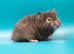 Long Haired Male Syrian Hamsters
