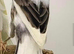 Persian Canary ready for breeding