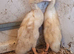 Indian runner duck FEMALES