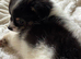 Stunning Long Haired Chihuahua Puppies For Sale