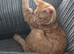 Ginger boy