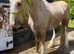 Palomino cob gelding 14.2