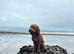 Apricot Cockerpoo stud