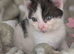 Very sweet Black and white girl RE AVAILABLE, flead/wormed/litter trained/socialised £80