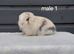 Purebred mini lop rabbits