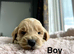 Lovely cockapoo puppies ready on 15th July