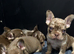 French bulldog puppies