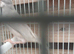Pair javas