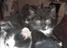 Three black and white kittens