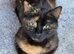 Kittens one boy one girl flead/wormed
