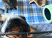 2 Male Guinea pigs 6mths old