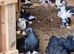 Selling health Indian fantail pigeons £50 each