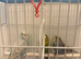 3 Budgies's for sale