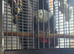 We have a african grey