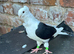 old german owl pigeon