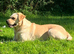 Stunning litter of KC reg yellow Labrador puppies