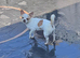 Chihuahua girl