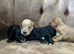 GORGEOUS F1 COCKERPOO PUPPIES