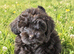 Cockapoodle