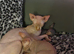 Beautiful male sphinx kitten