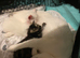 Male pure white kitten