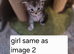 Stunning mainecoon kittens for sale