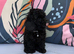 Only one Pup Left Ready 3-7-2026 from Extensively DNA & Health Tested Parents