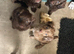 Goldendoodle puppies - Ready to go this weekend