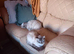 Male Ragdoll for sale .