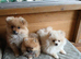Pomeranian Puppies ready to go