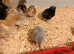 Fresh hatch of pure breed chicks