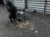 Brahma chicks