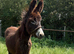 Baby donkey