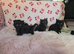 Mainecoon x kittens