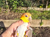 Caiques