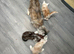 Stunning Maine coon kittens ( polydactyl)
