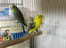 Black wing female 2025 ready for breeding