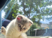 Scottish Fold and Scottish Straight