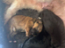 4 stunning lhasapoos