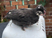 Bantam chicks 4 for &pound;50