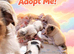 Parson jack Russell  terrier