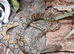 Sunfire Superdwarf Reticulated Python at Birmingham Reptiles
