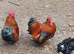 Cockerels in need of new homes