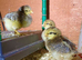 Crested Cream Legbar blue egg layers chick & hatching eggs available