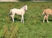 New forest ( p/ b )