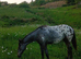 Appaloosa Filly