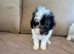 Toy poodle Puppies