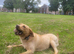 Chunky lovely labrador looking for new home
