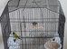 2025 Black hooded siskin cock and green hen