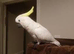 Yellow Crested Cockatoo Glasgow